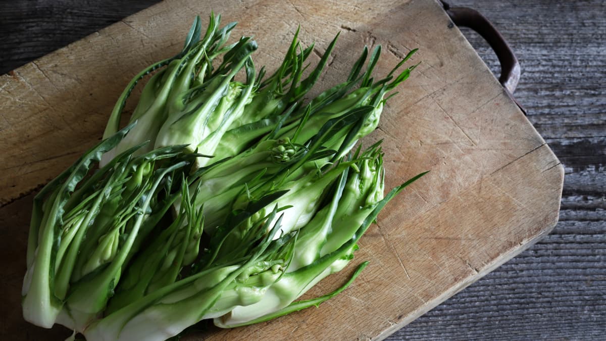 Puntarelle
