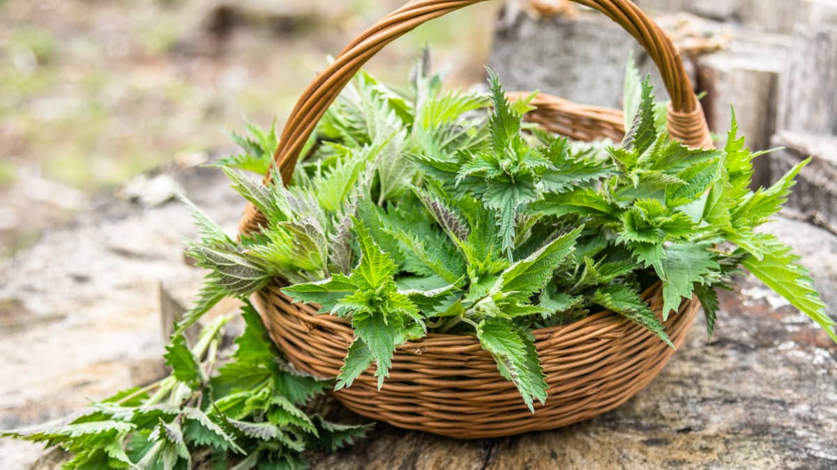 Panier de jeunes orties