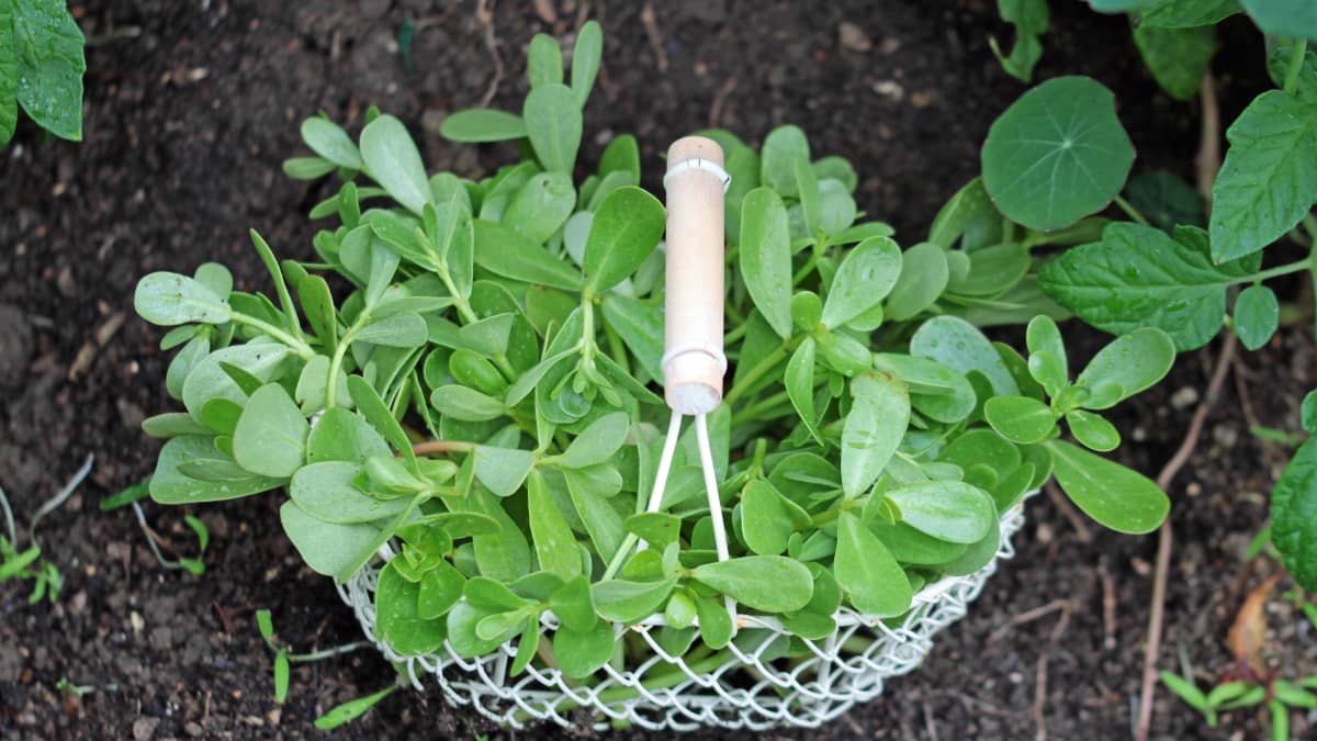 Panier de pourpier maraîcher