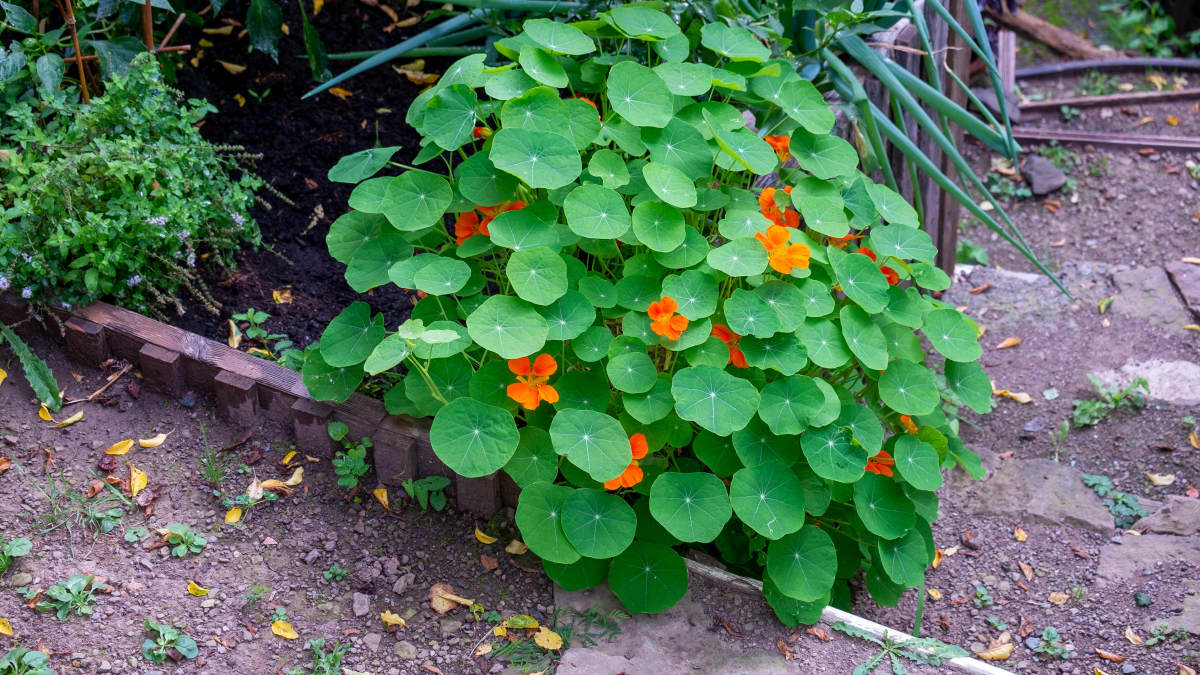 Capucines au potager