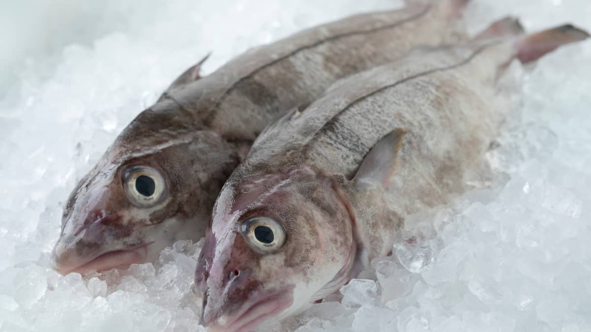 Eglefins sur lit de glace