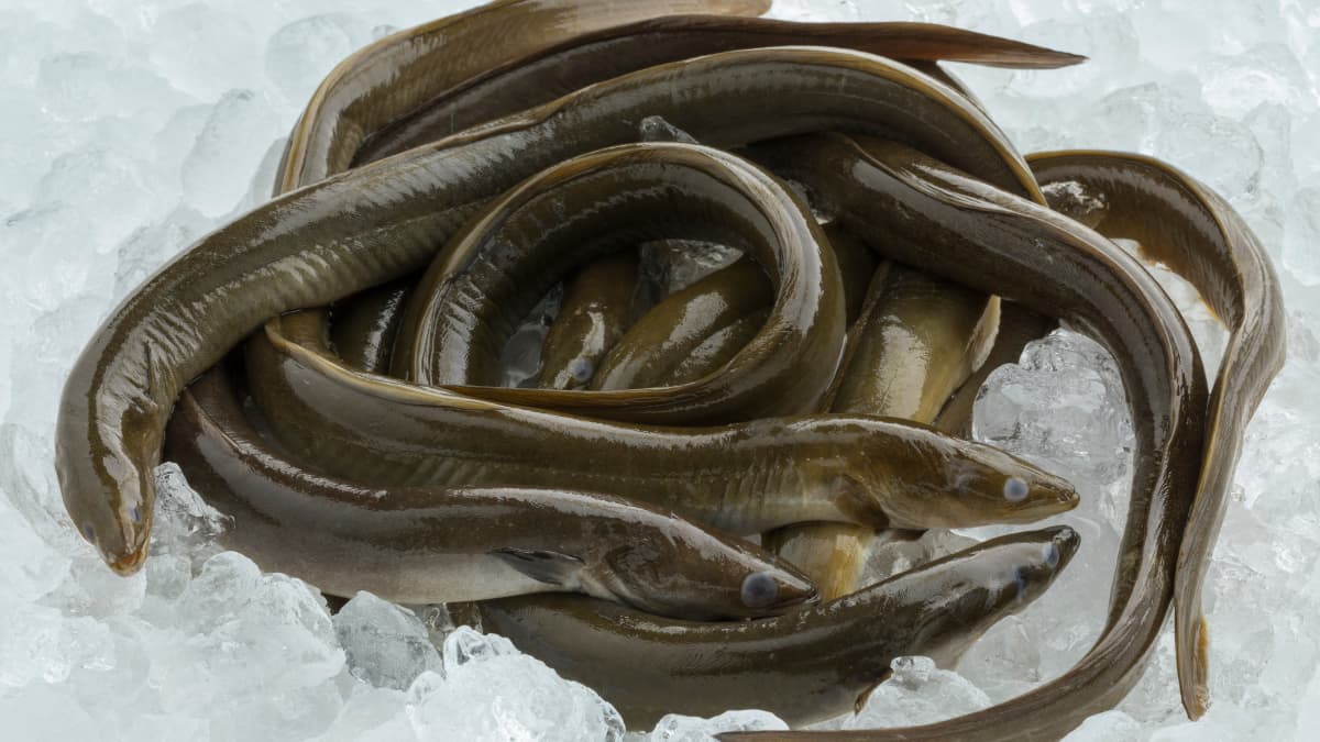 Anguilles fraîches sur lit de glace