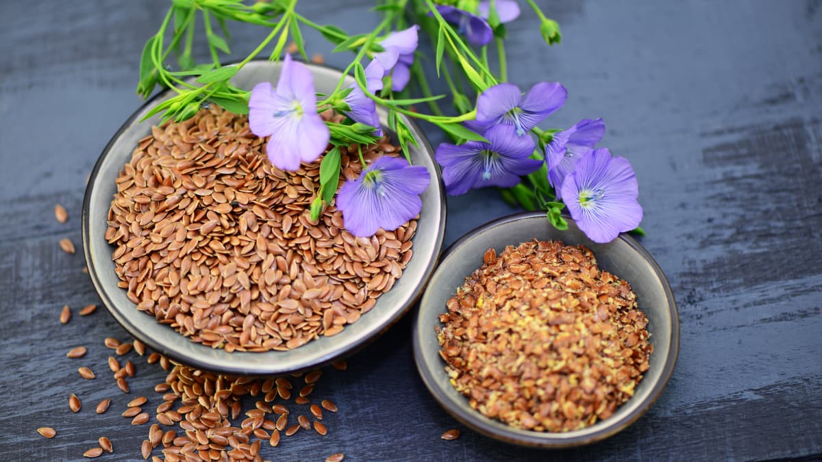 Fleurs et graines de lin