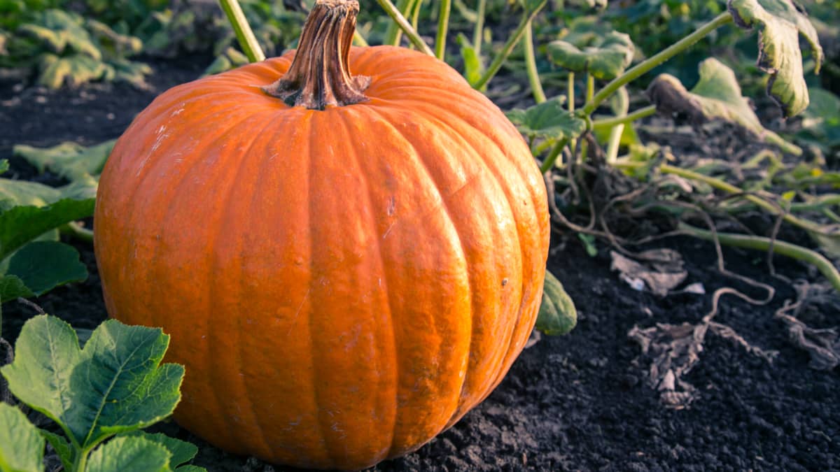 Cucurbita pepo ou citrouille