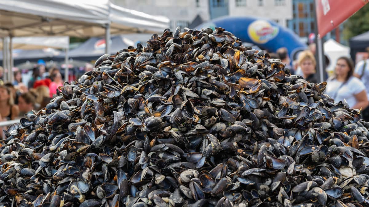 Tas de coquilles de moules de la Grande Braderie de Lille