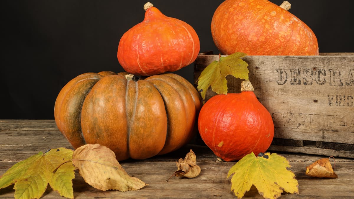 Citrouille, potiron, potimarron, butternut... Ambiance automnale