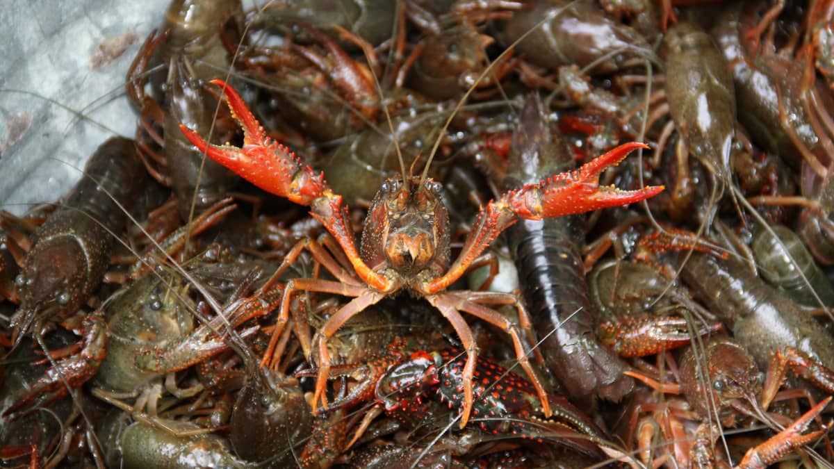 Écrevisses
