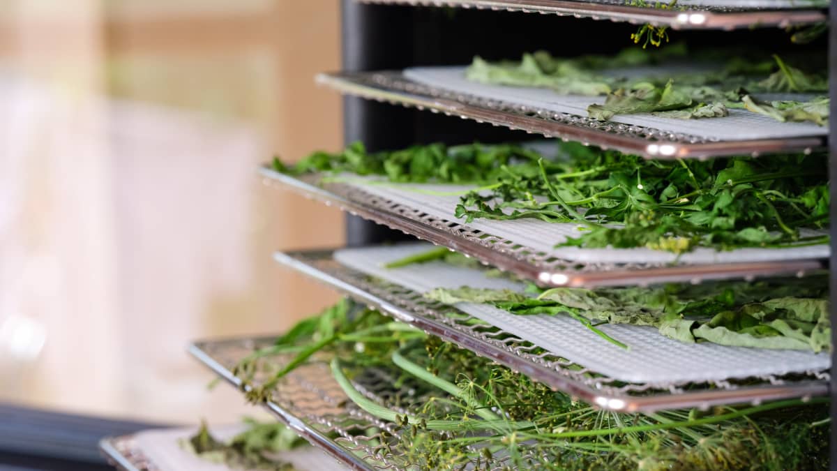 Herbes de persil, basilic et aneth dans un déshydrateur