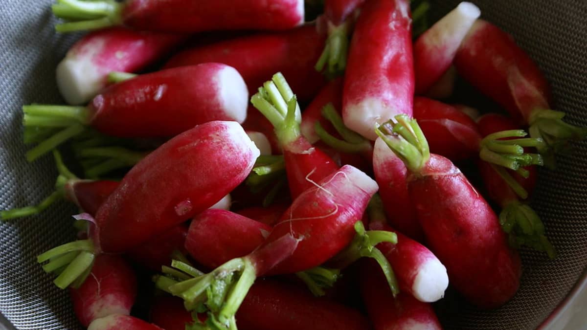 Radis fraîchement lavés