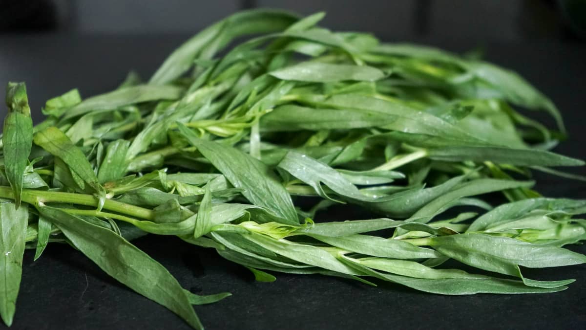 Branches d'estragon sur fond noir