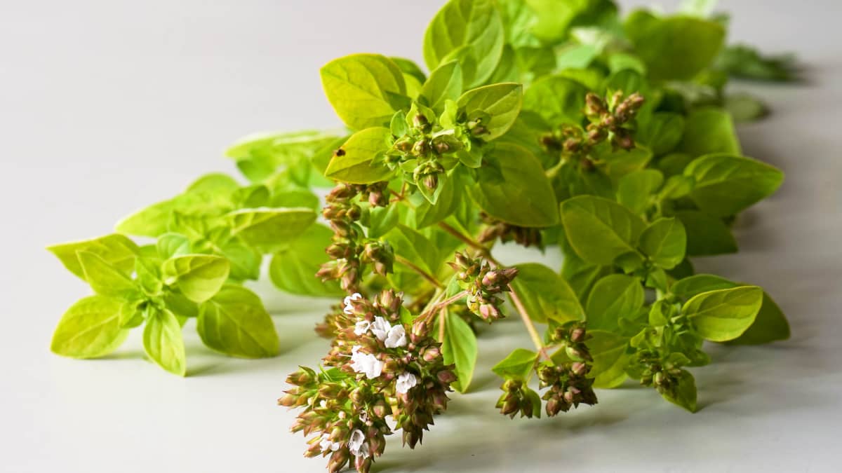 Marjolaine et origan