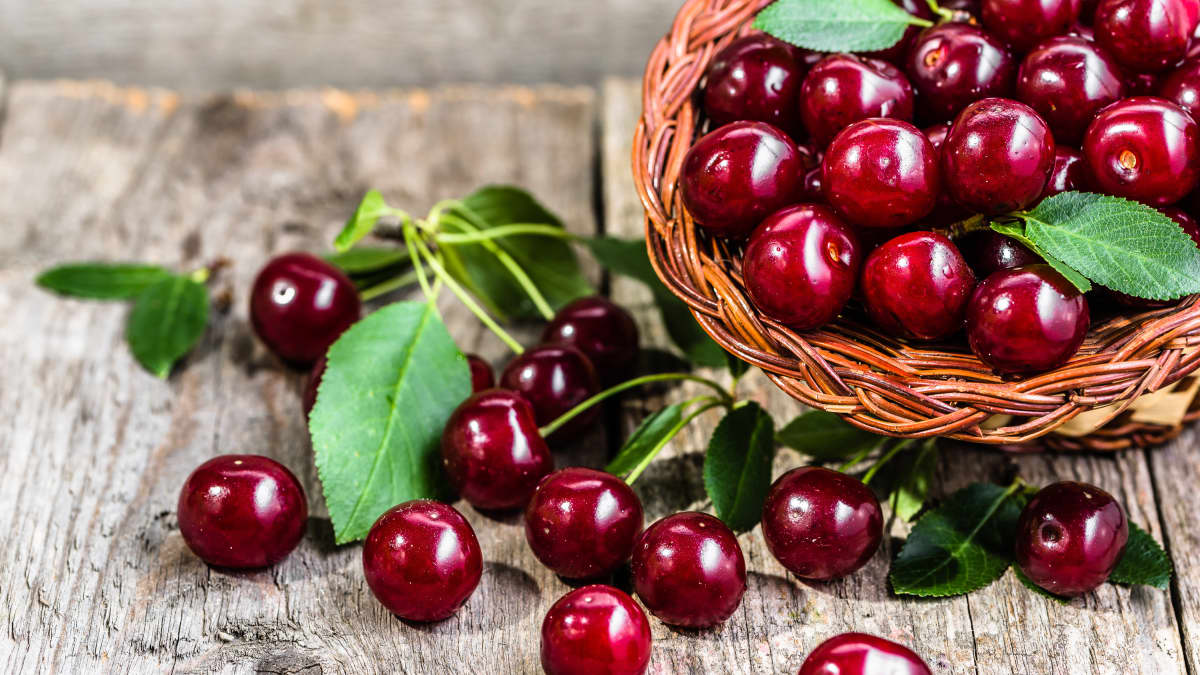 Cerises rouges sur table et dans un panier