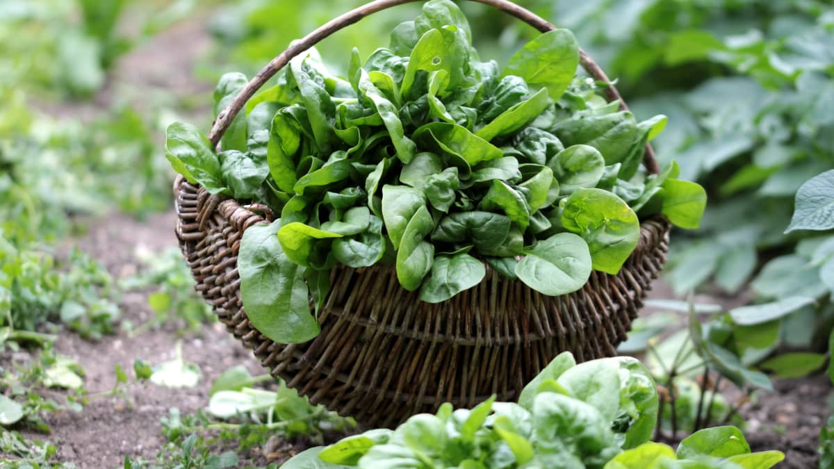 Panier d'épinards frais