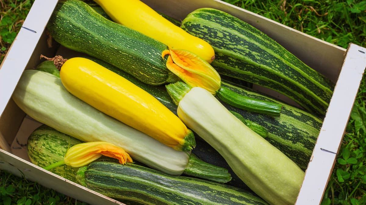 Cagette de courgettes de différentes variétés