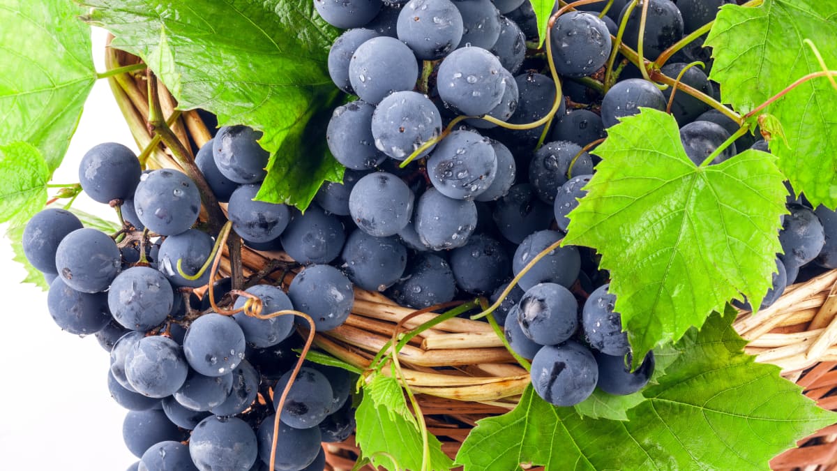 Grappes de raisins noirs mûrs avec feuilles