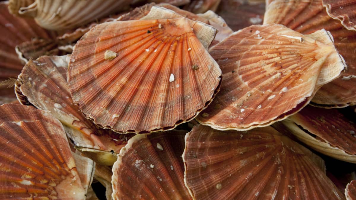 Coquilles saint-jacques fraîches