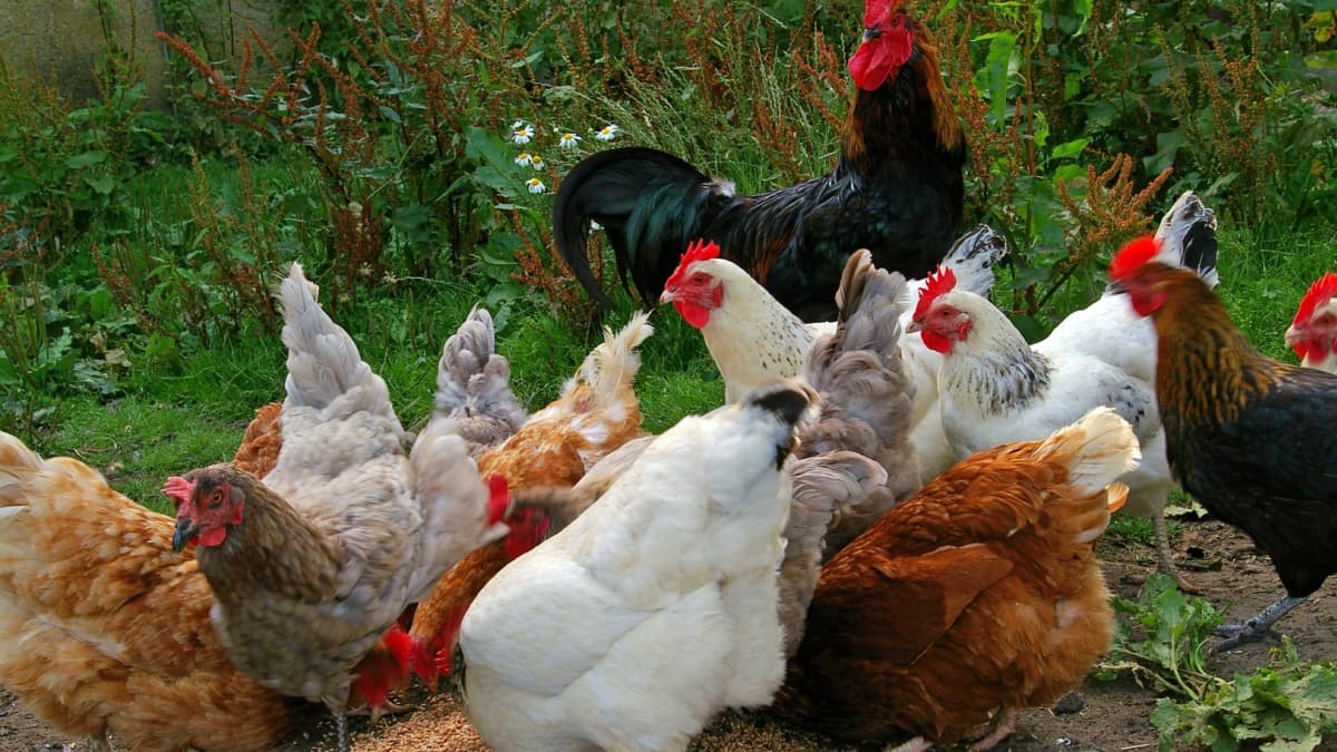 Poules et coqs se nourrissant de grains dans une ferme