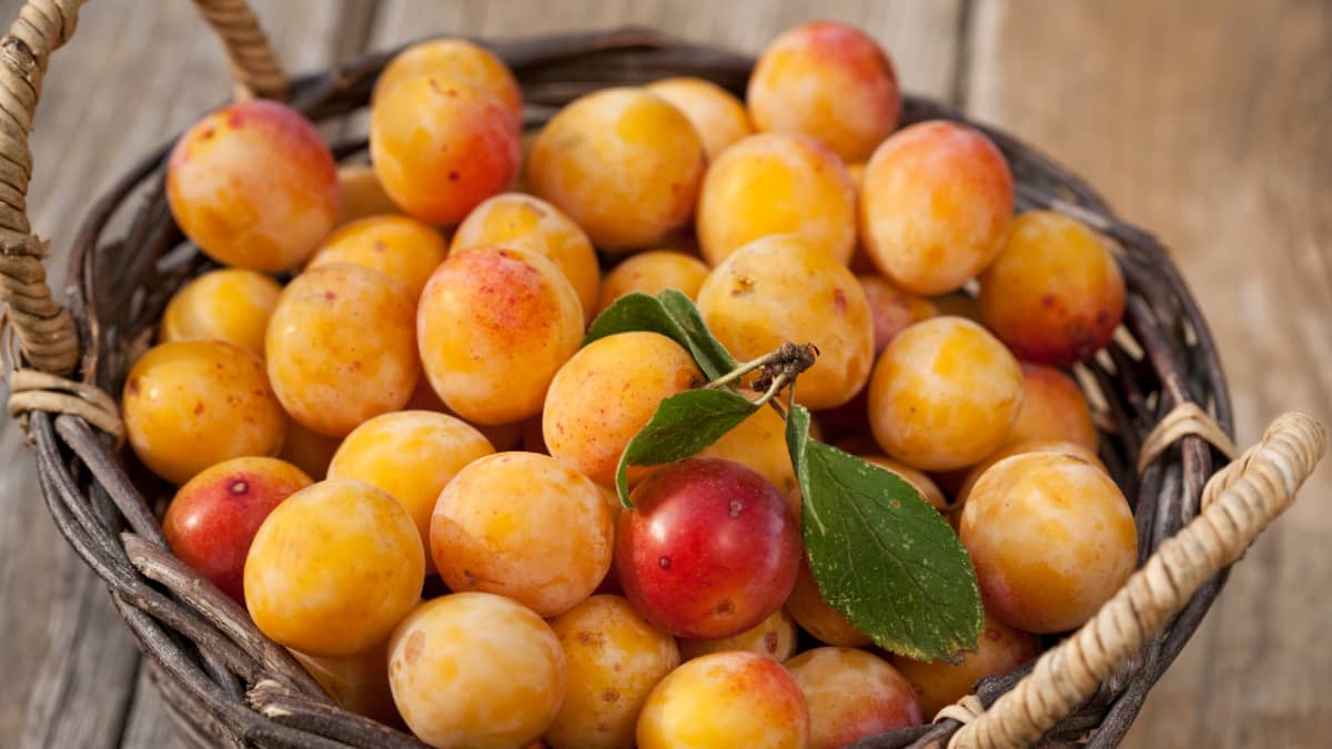 Panier de mirabelles