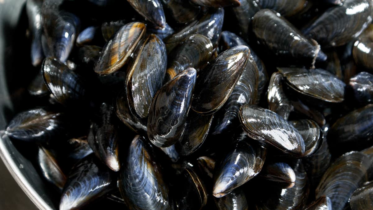Moules de bouchot gros plan