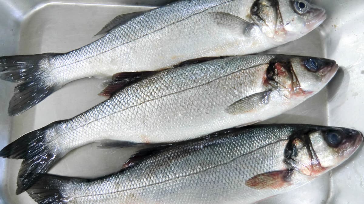 Les critères de fraîcheur du poisson