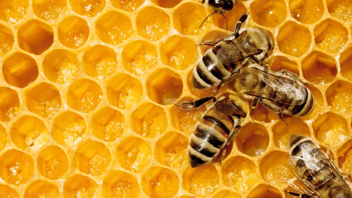 Petite histoire du miel