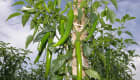 Plantation de piments coréens