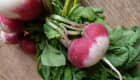 Radis avec fanes