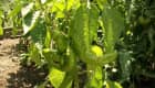 Plantation de piments doux