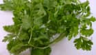 coriandre fraîche