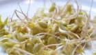Haricots mungo