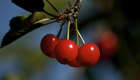 Cerises griottes sur l'arbre
