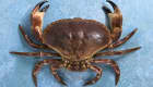Crabe tourteau
