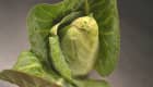 Chou pointu aux larges feuilles vertes
