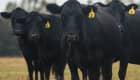 Elevage de boeufs angus