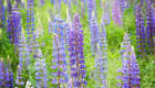 Champ de lupin