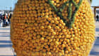 Exposition de citrons de Menton