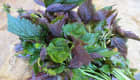 Feuilles de shiso fraichement cueillies