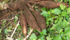 Manioc