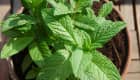 Menthe en pot