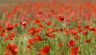 Coquelicots en fleurs