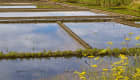 Marais salants de Guérande 