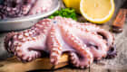 Poulpes frais