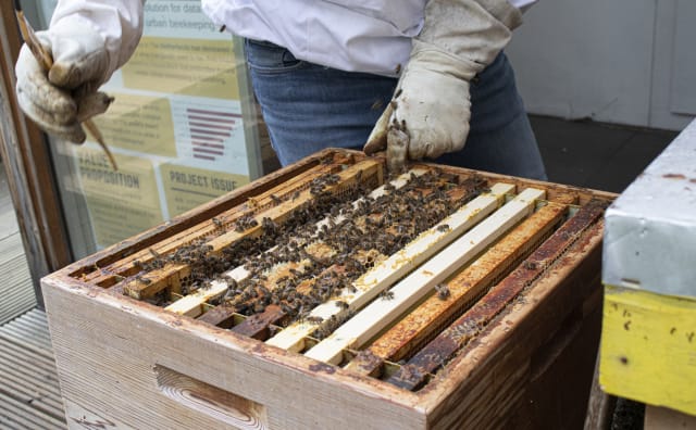 Op de daken van de Amstelcampus vind je wilde natuur en nieuwe bewoners