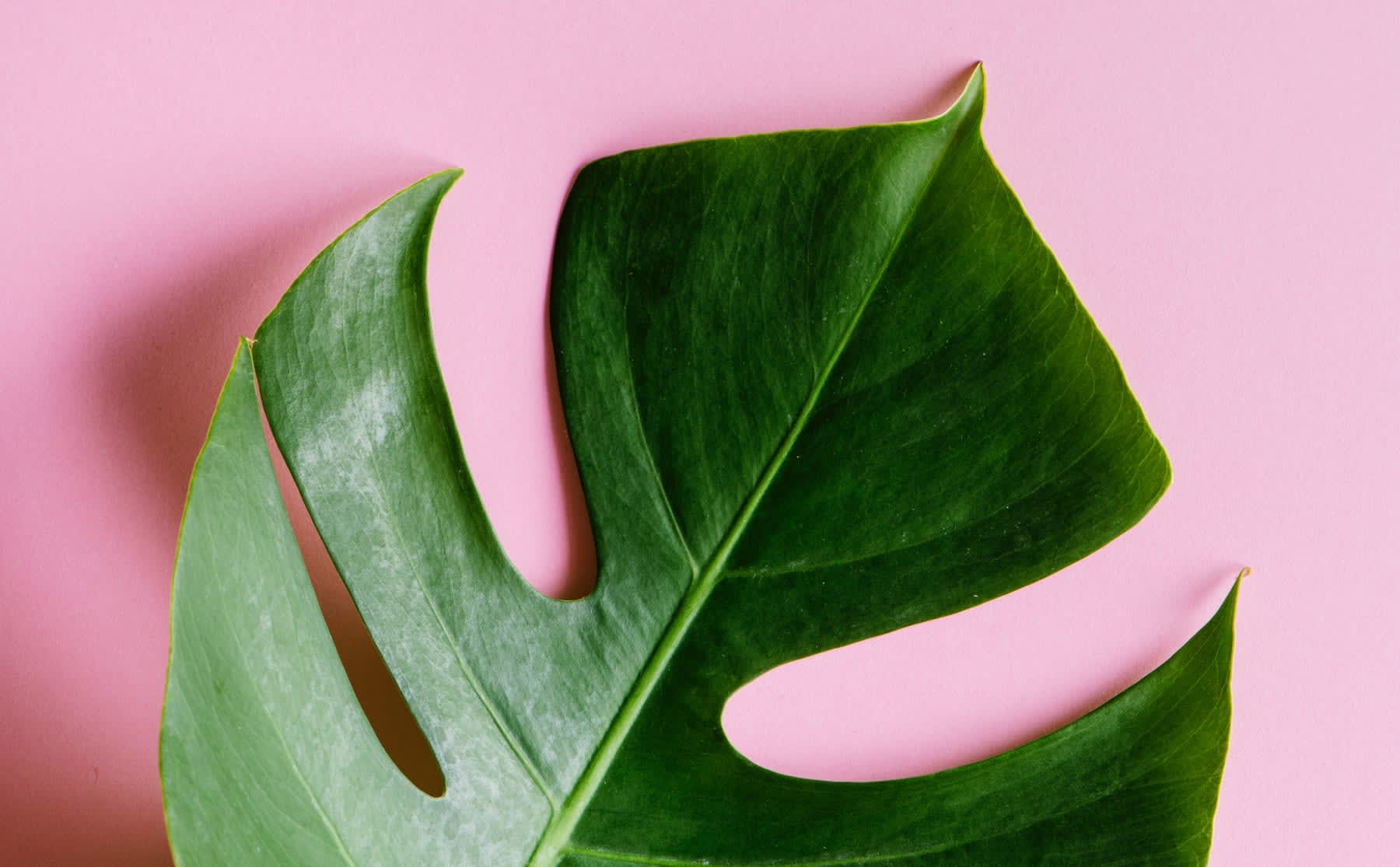 Taalcolumn | Leaseplant