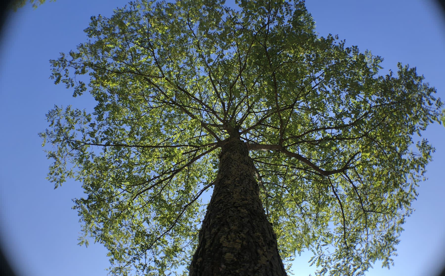 groene-airco-bomen-als-wapen-tegen-hittegolven-in-de-stad-image Groene airco: bomen als wapen tegen hittegolven in de stad