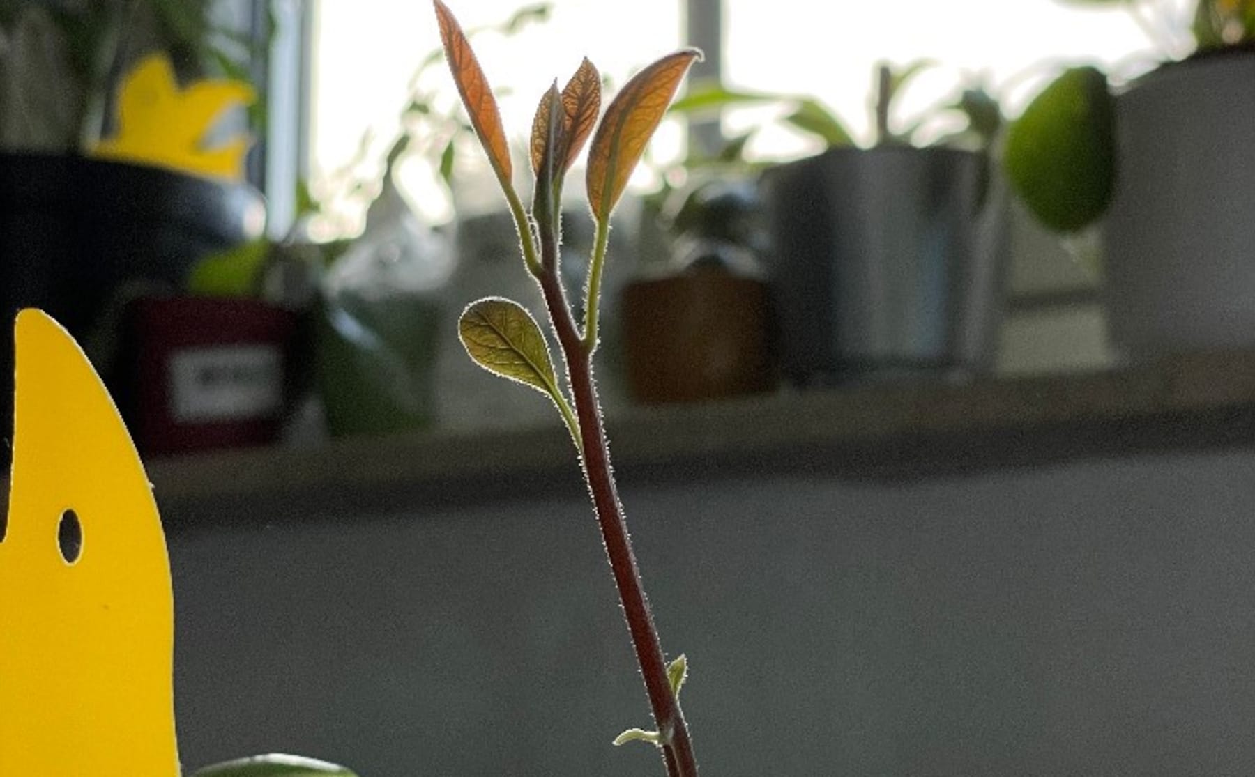 De doorgeefcamera: bezige bij Fleur komt tot rust bij haar planten