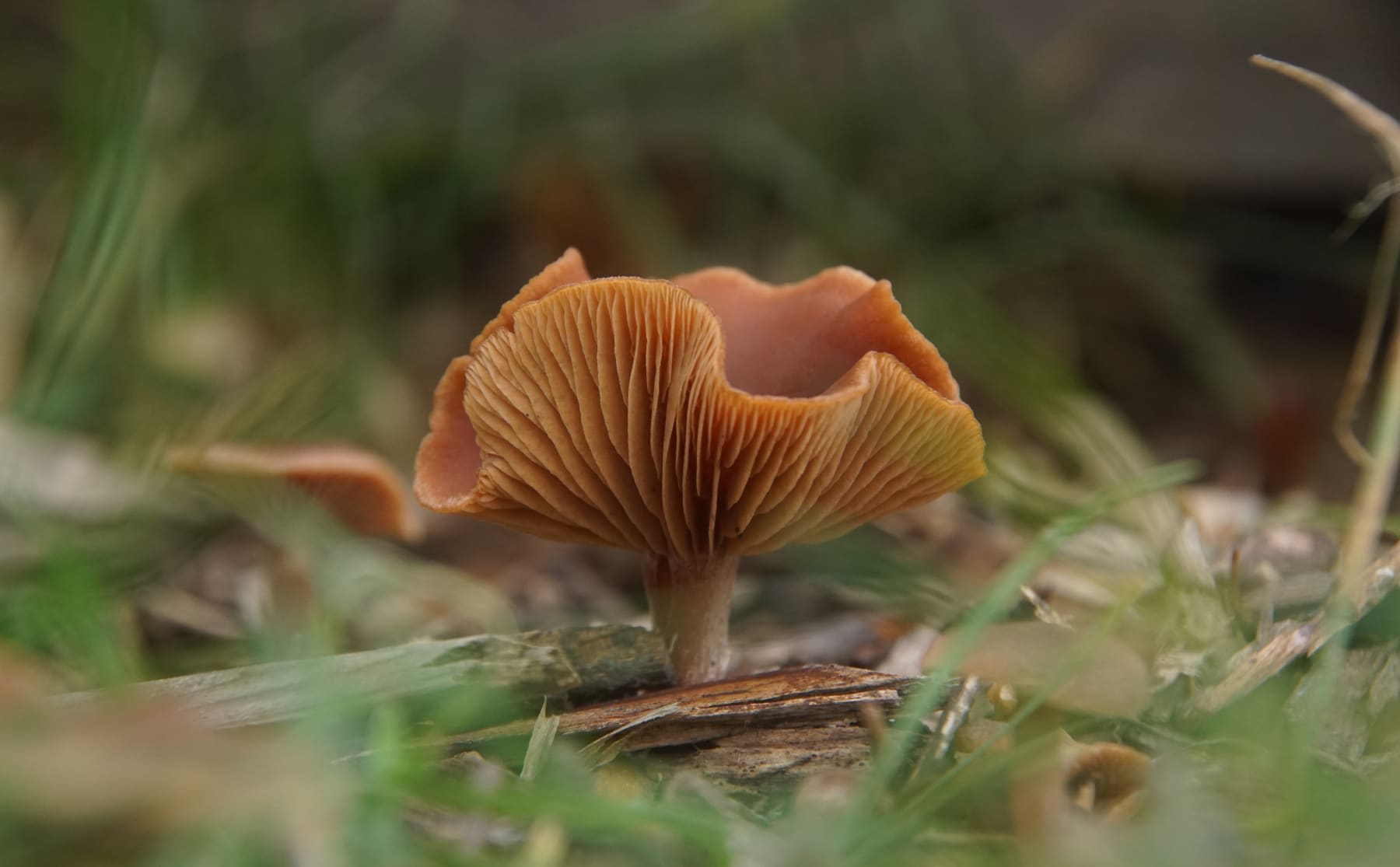 De doorgeefcamera: Anouk gaat op pad voor herfsttaferelen