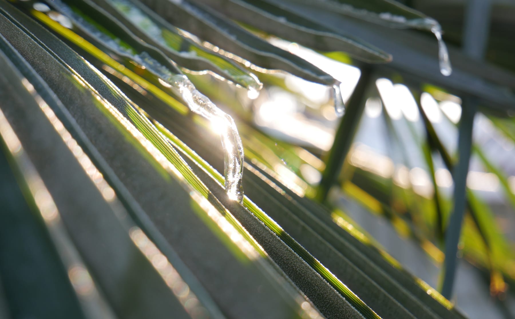 De doorgeefcamera: &lsquo;De smeltende ijspegels aan onze palmen zijn prachtig&rsquo;