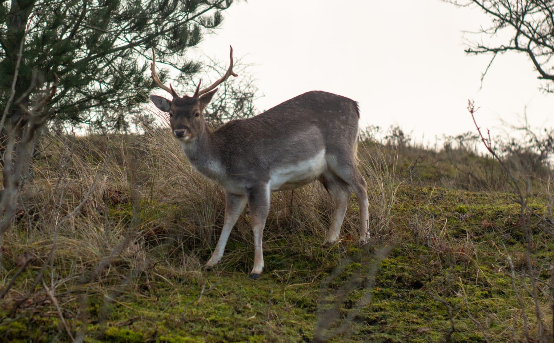 de-doorgeefcamera-ineens-stond-ik-oog-in-oog-met-drie-herten-image De Doorgeefcamera: ‘Ineens stond ik oog in oog met drie herten’