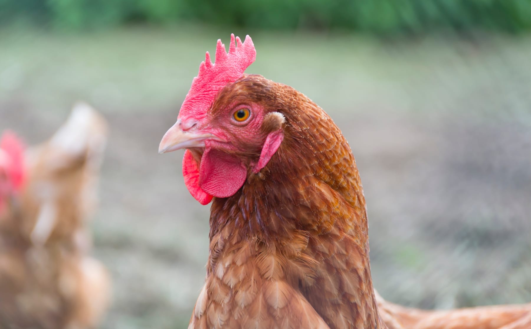 Bijzondere gast tijdens intro Gezondheid: &lsquo;School lijkt wel een boerderij&rsquo;